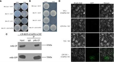 The coat protein of citrus yellow vein clearing virus directly targets the ascorbate peroxidase 1 in lemon (ClAPX1) to facilitate virus accumulation